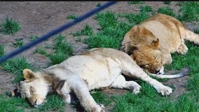 Lincoln Park Zoo's lion cub Lomelok dies after medical complications