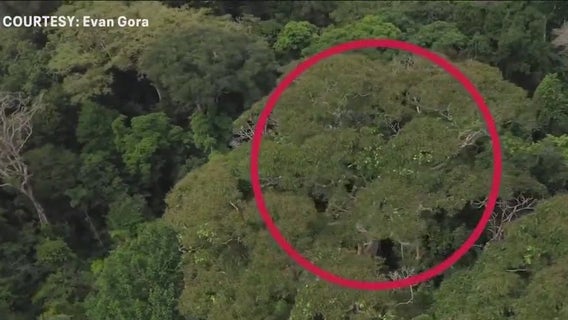 Lightning benefits certain tropical trees