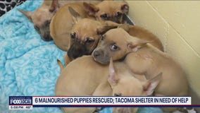 6 malnourished puppies rescued, Tacoma shelter in need of help