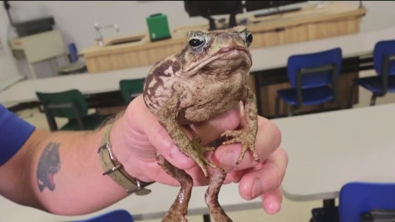 Florida’s Invasive Species: Cane toads