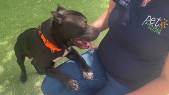 Dog found abandoned in cage on side of I-275