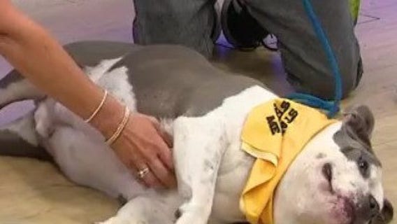 Adopt-A-Pet: Meet Falon