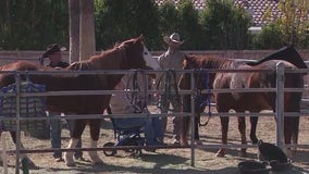 Hunkapi Programs rescues horses from CA fires