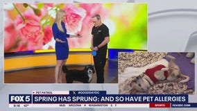 Spring has sprung: and so have pet allergies
