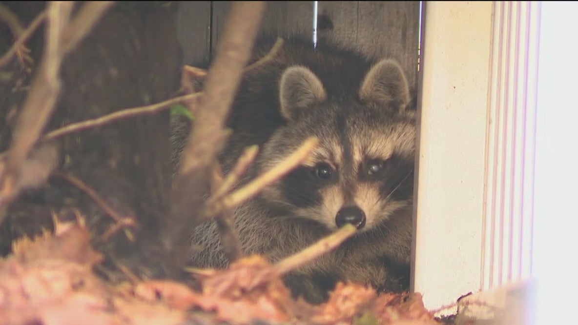 Canine distemper outbreak hits Long Island raccoons