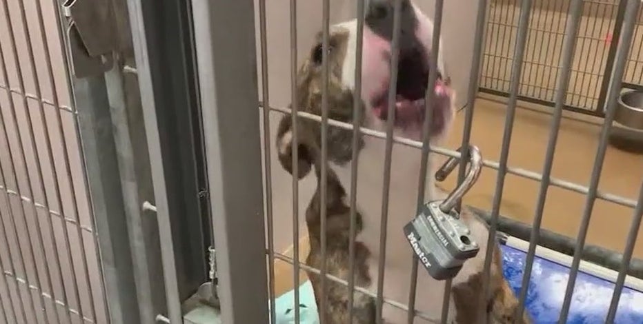 Scathing audit reveals 'inhumane' conditions at San Jose animal shelter