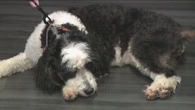 Northbrook’s ‘Movers for Mutts’ kicks off pet supply drive for Border Tails Rescue