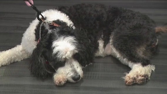 Northbrook’s ‘Movers for Mutts’ kicks off pet supply drive for Border Tails Rescue