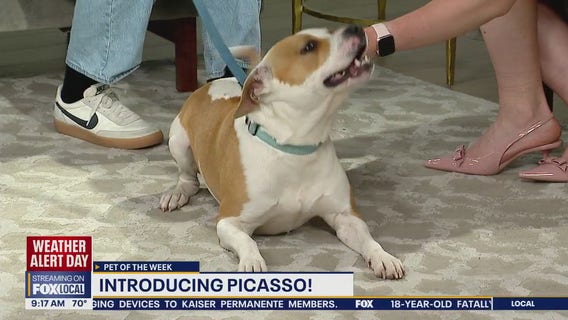 Pet of the Week: Meet Picasso!