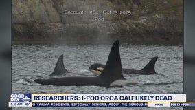 J-Pod orca calf in WA believed to be dead.