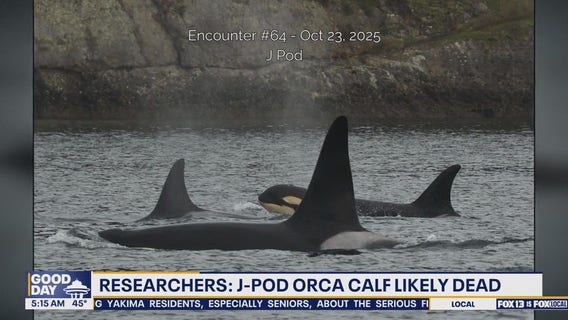 J-Pod orca calf in WA believed to be dead.