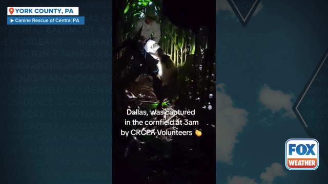 Watch: Abandoned dog with head stuck in snack jar rescued in Pennsylvania