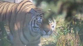 Inside the Wildcat Sanctuary in Sandstone