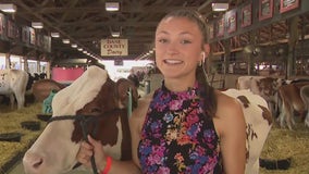 Showing animals at the Wisconsin State Fair