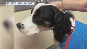 Puppy injured in dog park attack