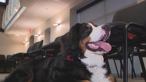 Four-legged friend welcomes back EVIT students