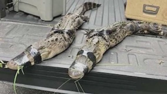 Florida man arrested for illegally keeping alligators, slider turtles on his property: FWC