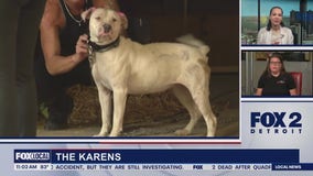 Lori's Stories The Karens Dog Rescue part 1