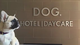 New luxury dog hotel, daycare center opens in Chicago