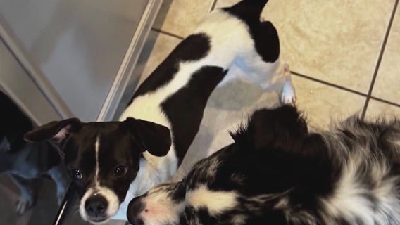 Abandoned Surprise dog heads to Arizona Humane to be adopted