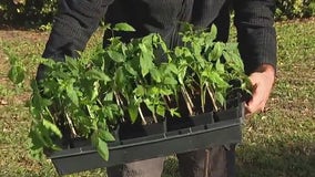 Planting tomatoes for the season