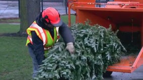 What to do with your live tree after Christmas