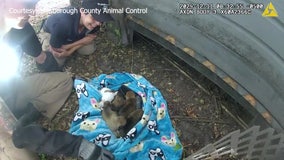 Animal control officers save puppies found under home