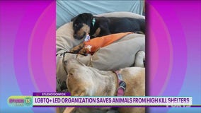 LGBTQ+ led organization saves animals from high kill shelters