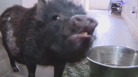 Better Piggies Rescue needs financial help