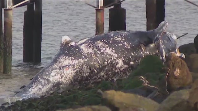 Two gray whales found dead in Richmond just 48 hours apart