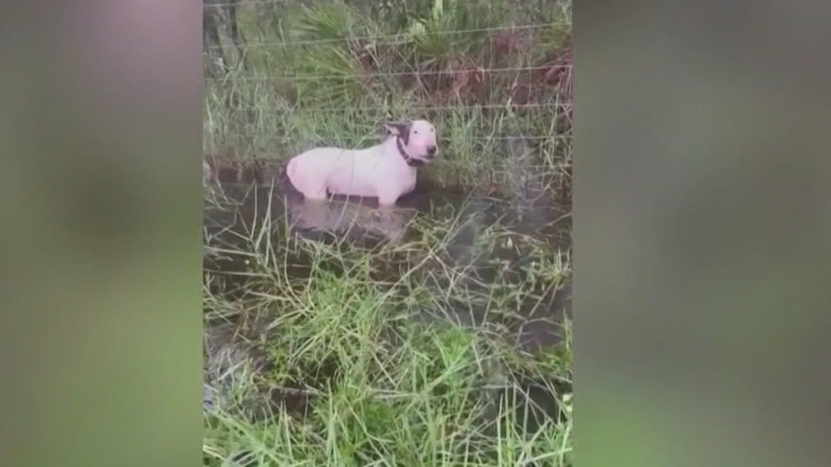 New law inspired by dog abandoned ahead of hurricane