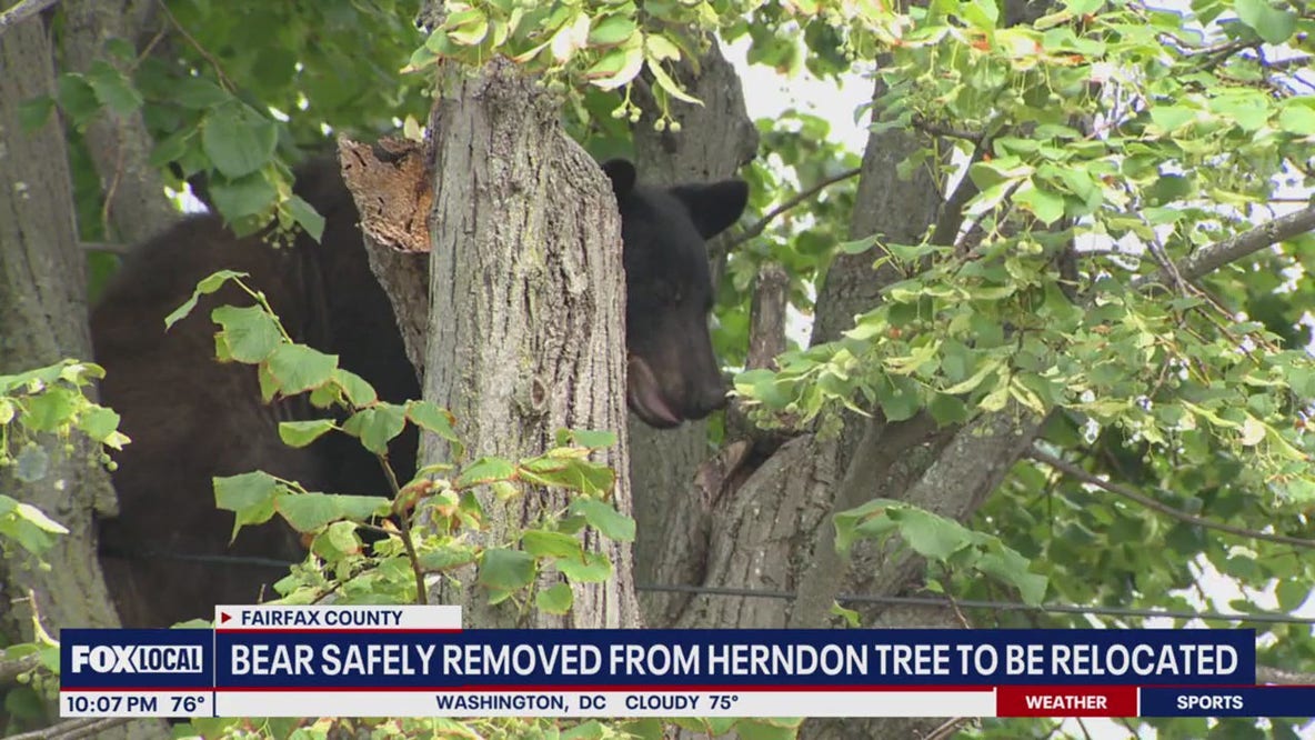 Bear safely removed from Herndon neighborhood