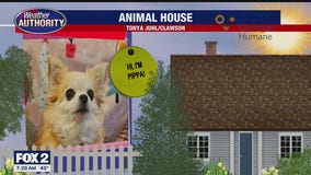 Welcome Pippa, Lucy & Vern