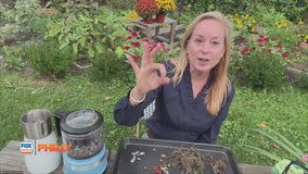 Tuesdays with Toni: Herbs in the garden | FOX Weather Philly