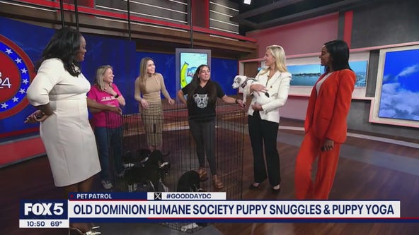 Election Day and puppies from Old Dominion Humane Society