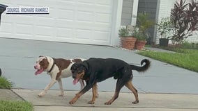 2 dogs attacking cats in East Orlando neighborhood