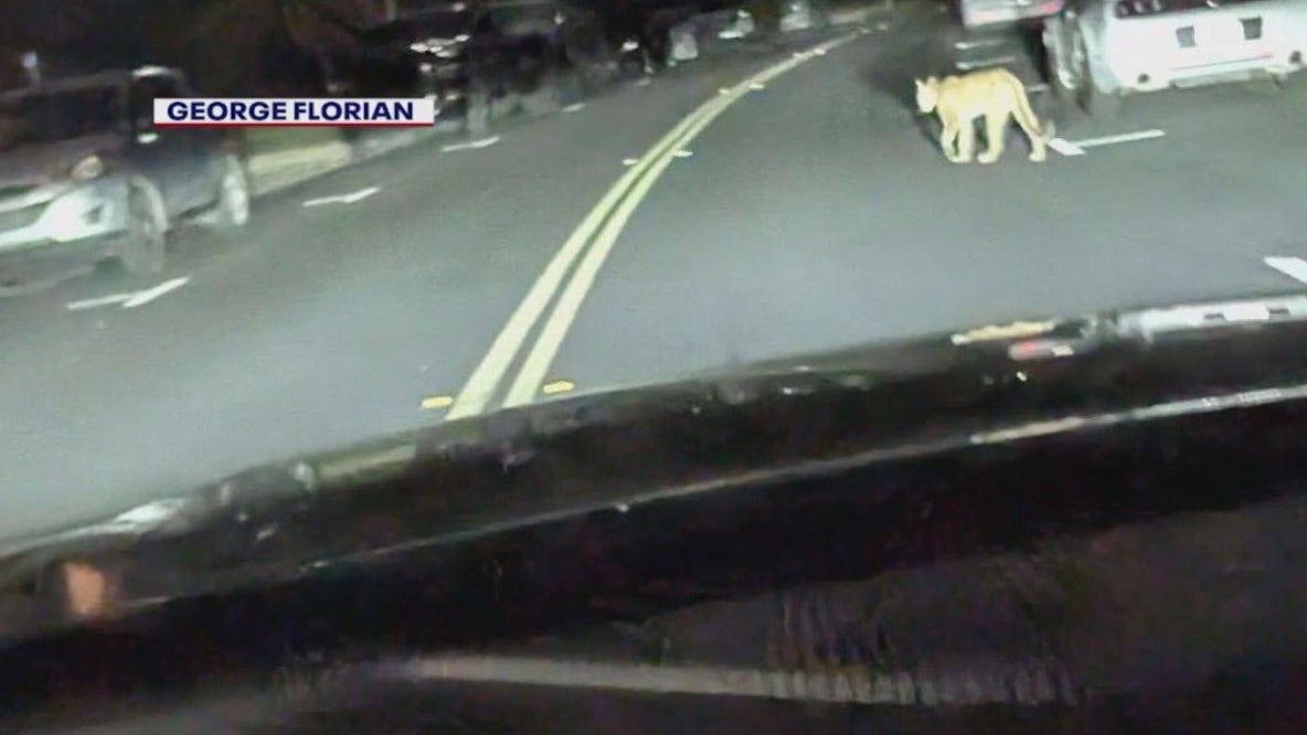 Cougars caught on camera prowling streets of Verrado