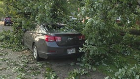 Storm damage leaves trail of downed trees through Oakland County