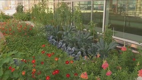 McCormick Place rooftop takes gardening to new heights