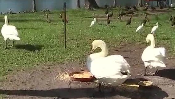 Reward offered for information on stolen black swans and eggs