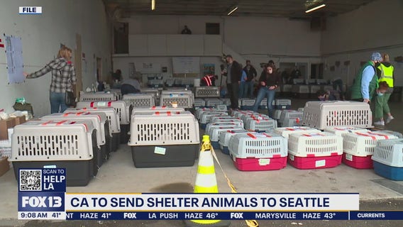 CA will offload shelter animals to Seattle as wildfires rage
