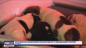 Abandoned puppies getting round-the-clock care in Olympia