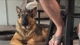 Restaurant denies customer over service dog: Owner