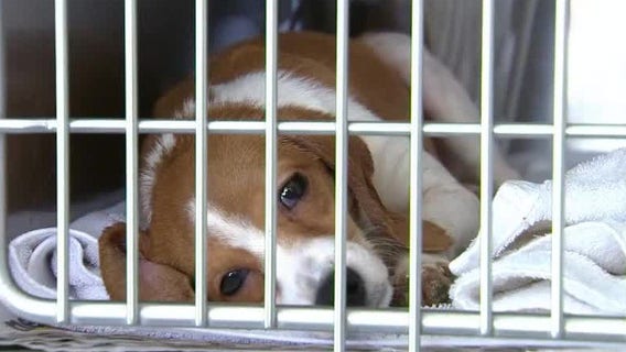 Bill aims to crack down on puppy mills