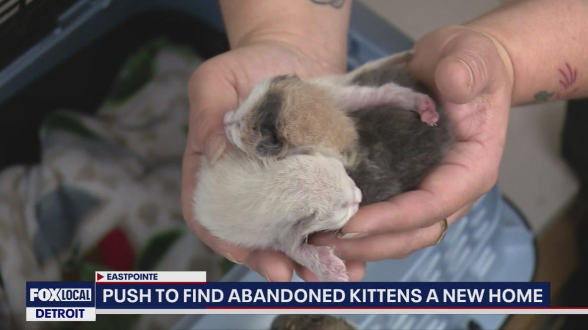 Abandoned kittens found dumped at Eastpointe motel