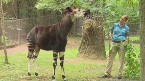 Okapi show off their stripes at Brookfield Zoo Chicago