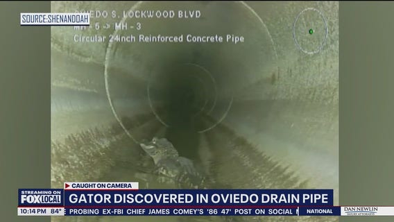 Young Florida alligator finds comfort in drain pipe