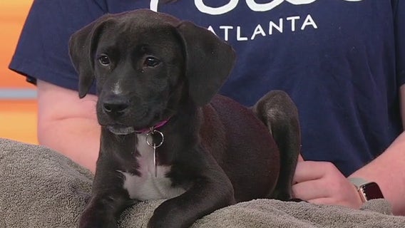 Meet Sharpay Evans: Our Pet of the Day