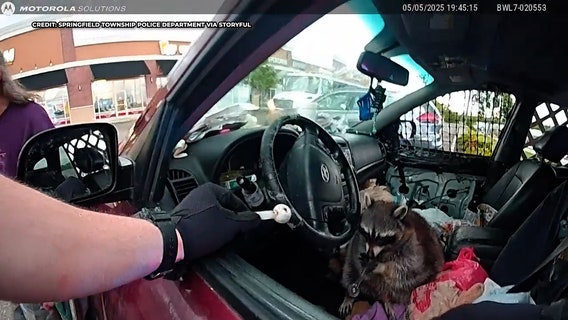 Video: Pet raccoon caught on camera sitting in driver’s seat with glass meth pipe during traffic stop