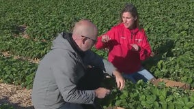 Strawberry season begins at Jelli's Market